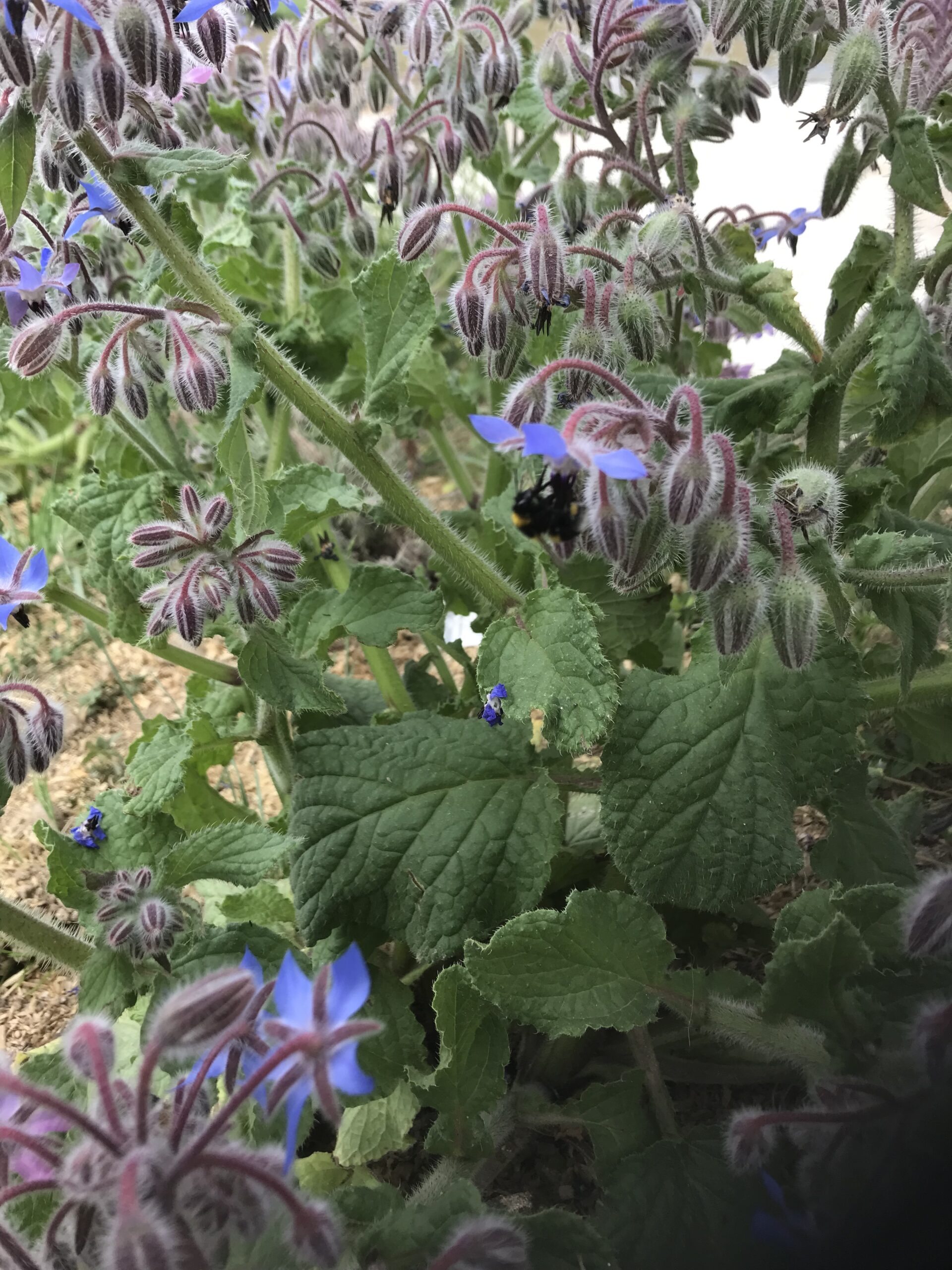 Graines De Bourrache Officinale - 500 Graines, Fleurs Comestibles Bleues, Plante Mellifère Facile à Cultiver